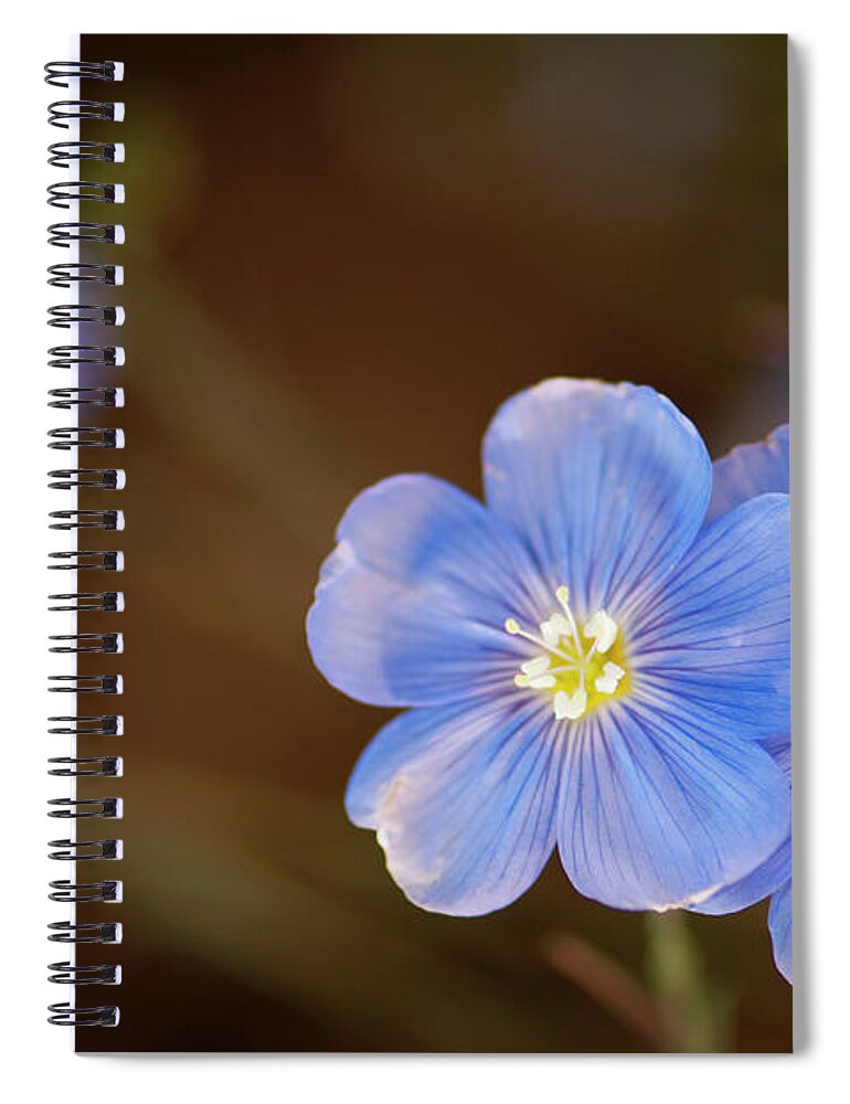 Rockville Spiral Notebook featuring the photograph Two Light Blue Flax Flowers Linum by Maria Mosolova