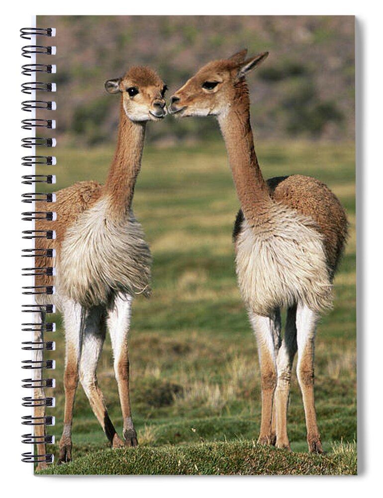 Animal Themes Spiral Notebook featuring the photograph Two Vicunas Vicugna Vicugna Nuzzling by Art Wolfe