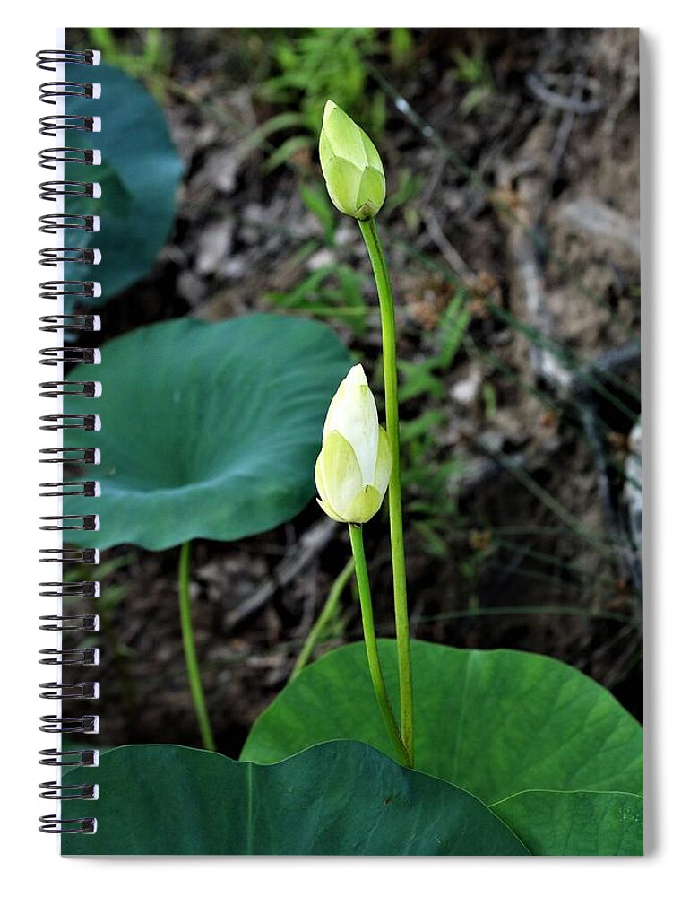 Nature Spiral Notebook featuring the photograph Two White Lotus Flower Buds by Sheila Brown
