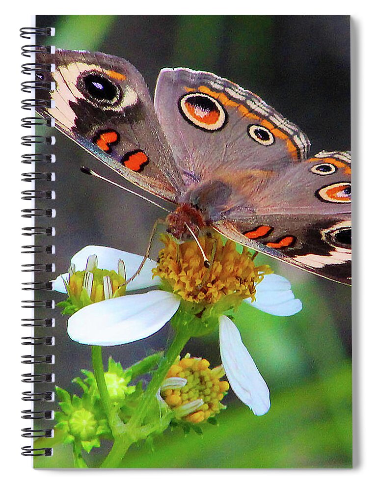 Butterfly Spiral Notebook featuring the photograph Uncommon Buckeye by Michael Allard