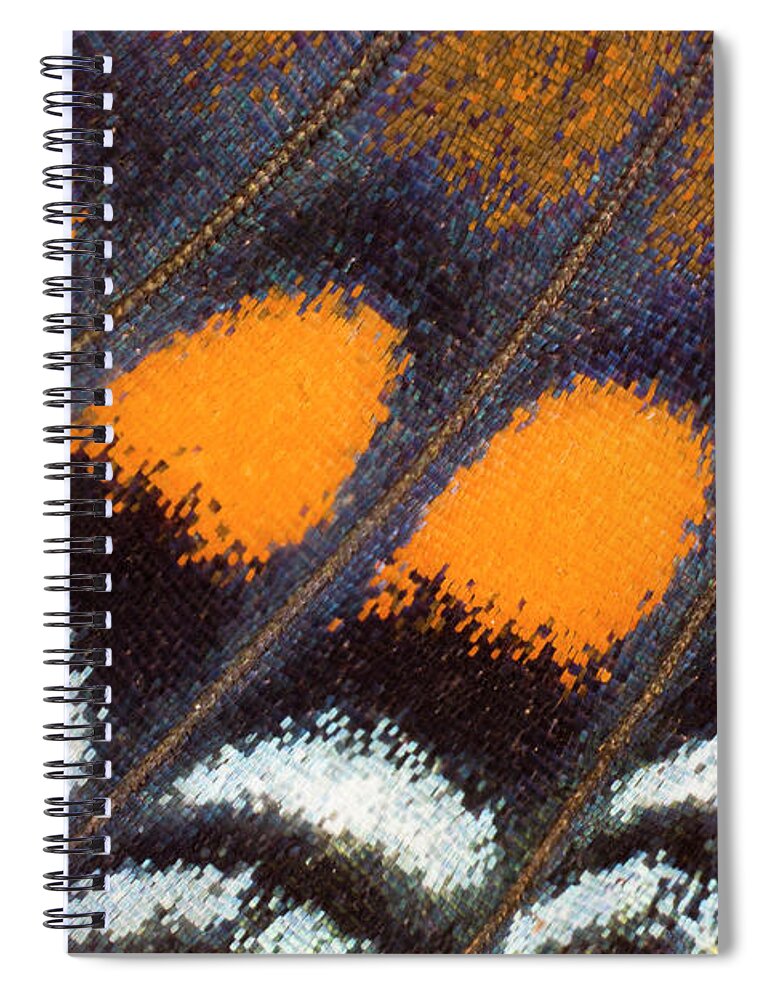 Natural Pattern Spiral Notebook featuring the photograph Under Wing Close-up Red Spotted Purple by Darrell Gulin