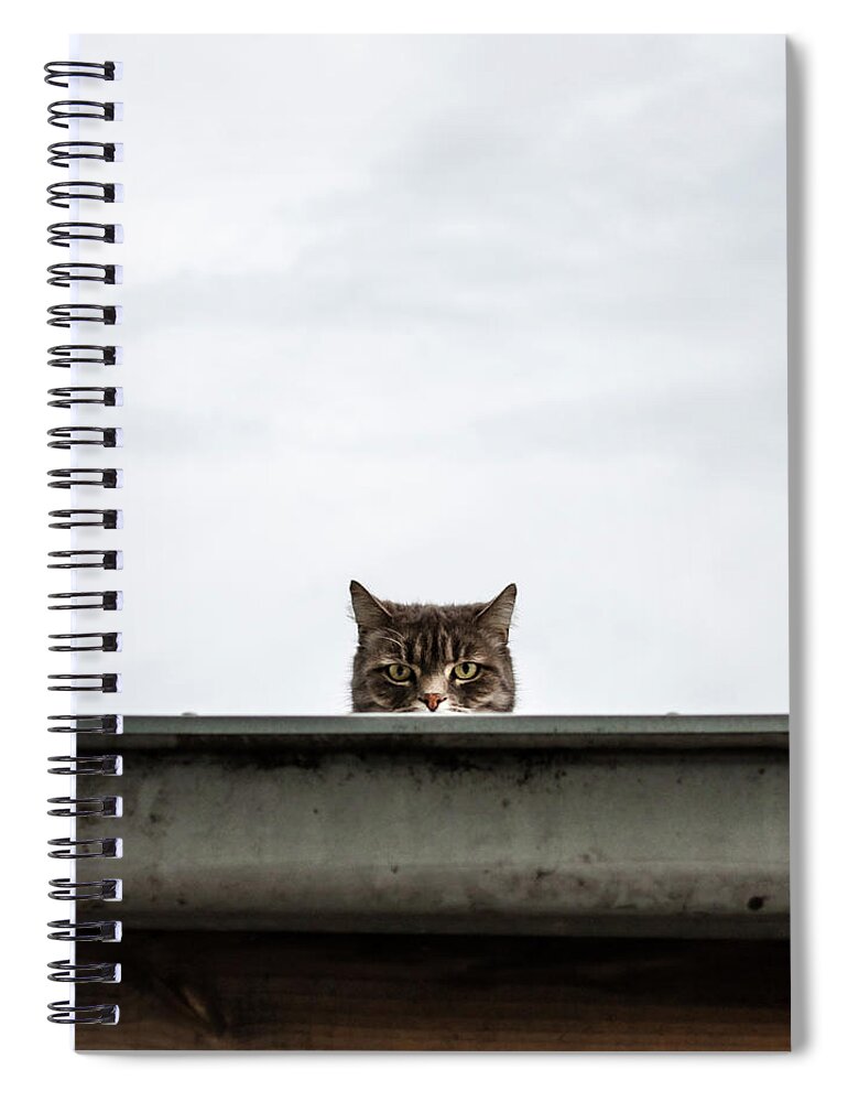 Pets Spiral Notebook featuring the photograph Unhappy Alley Cat Staring Back by John Abbate