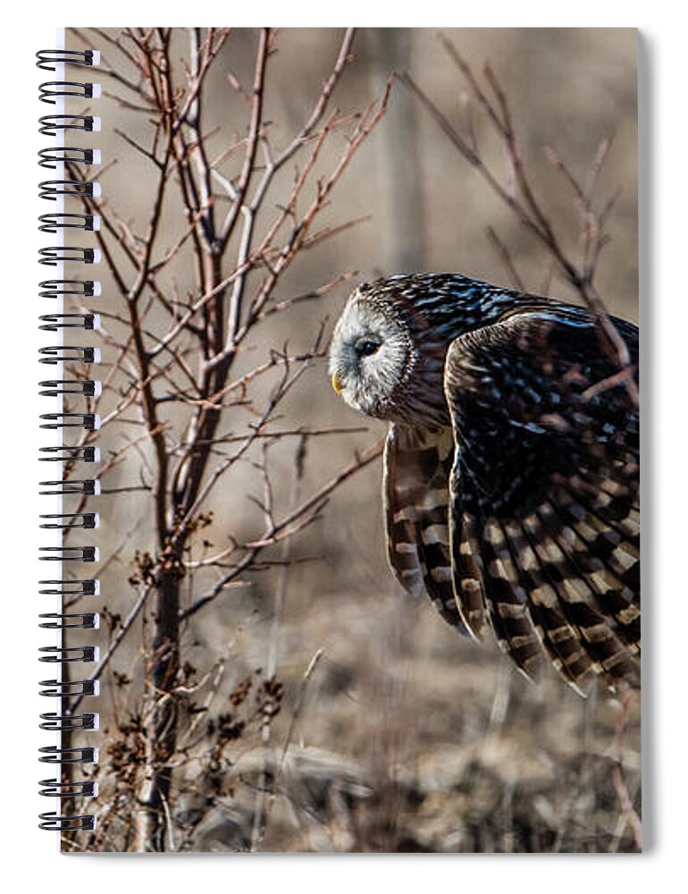 Ural Owl Spiral Notebook featuring the photograph Ural owl flying between the bushes by Torbjorn Swenelius