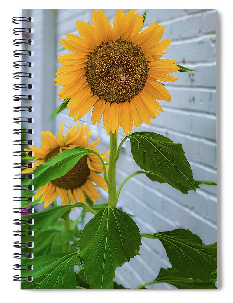 Sunflower Spiral Notebook featuring the photograph Urban Sunflower by Lora J Wilson