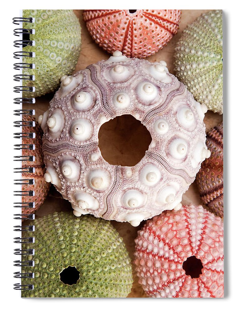 Sea Urchin Spiral Notebook featuring the photograph Urchin Square by Alex Bramwell