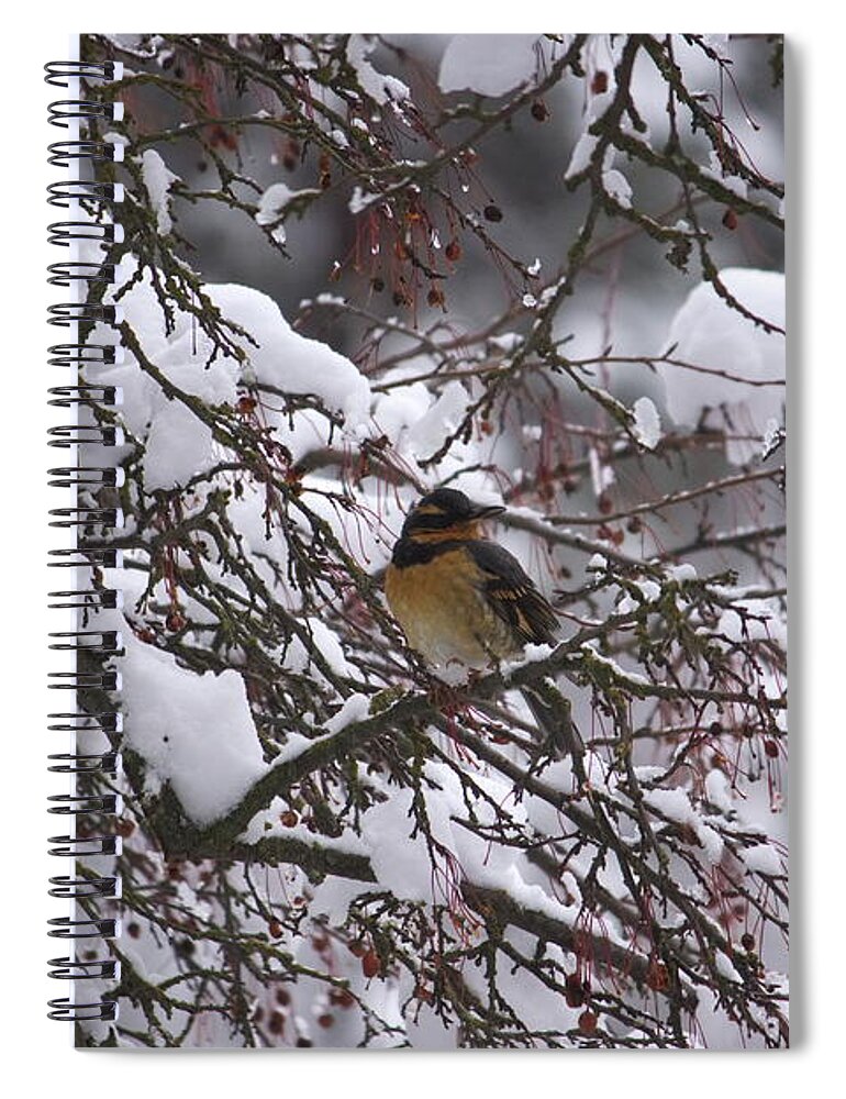 Varied Thrush Spiral Notebook featuring the photograph Varied Thrush by Jean Evans