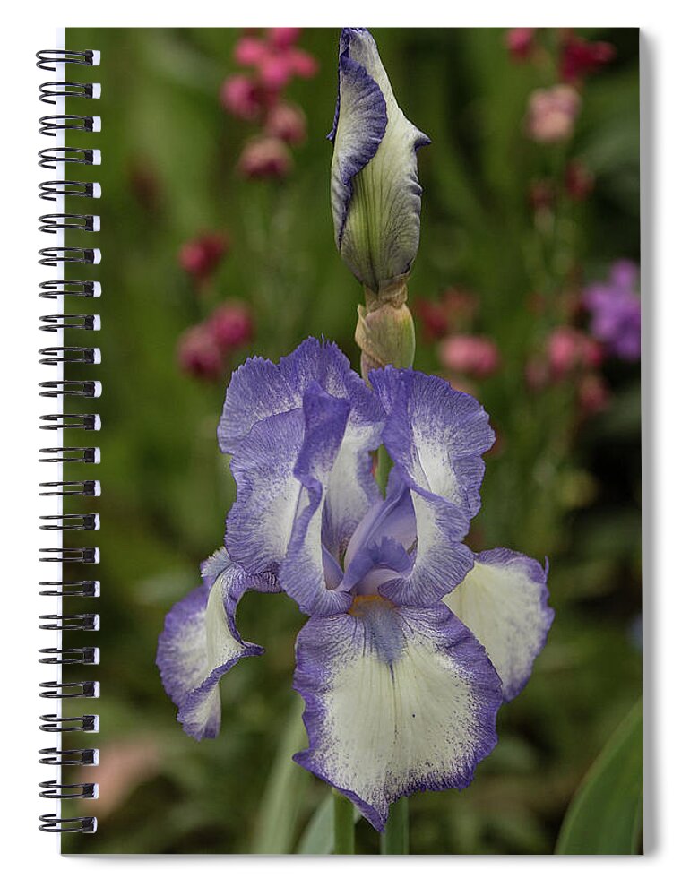 Gardens Of Claude Monet Spiral Notebook featuring the photograph Variegated Iris in Lavender by E Faithe Lester