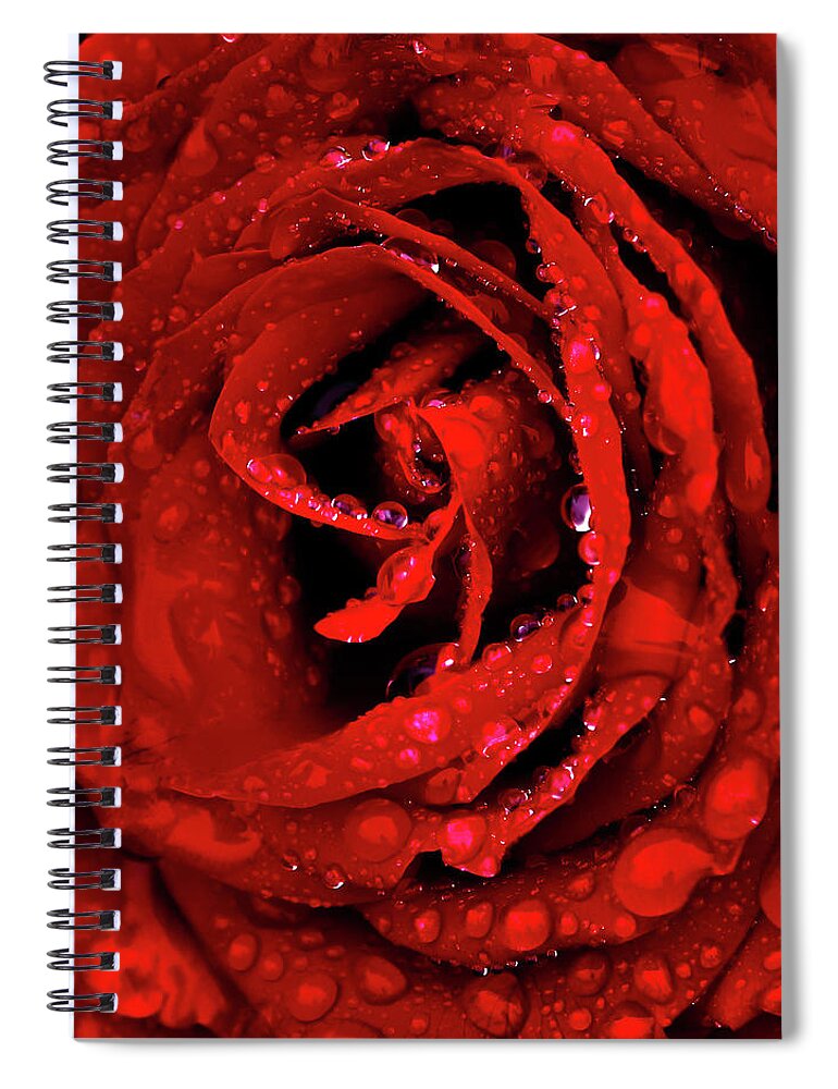 Velvet Spiral Notebook featuring the photograph Velvet Rose by Shane Bechler