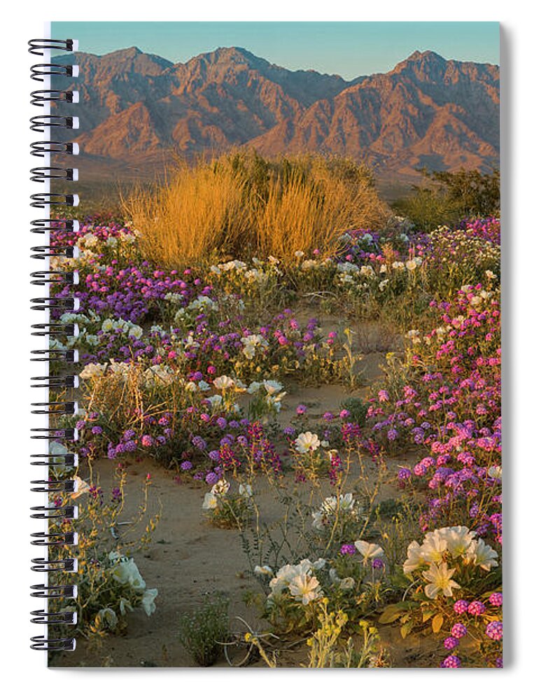 Jeff Foott Spiral Notebook featuring the photograph Verbena And Primrose In The Mojave by Jeff Foott
