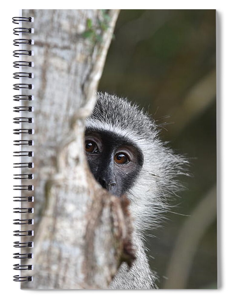 Vervet Spiral Notebook featuring the photograph Vervet Monkey, South Africa by Ben Foster