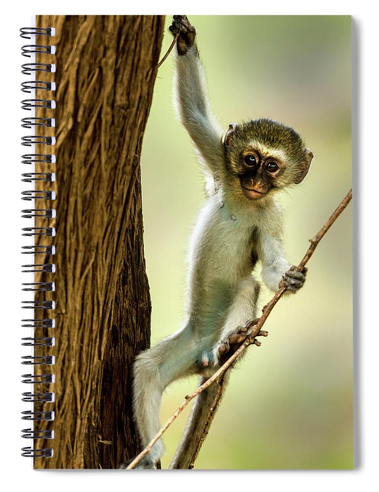 Kenya Spiral Notebook featuring the photograph Vervet Monkey Youngster by Manoj Shah
