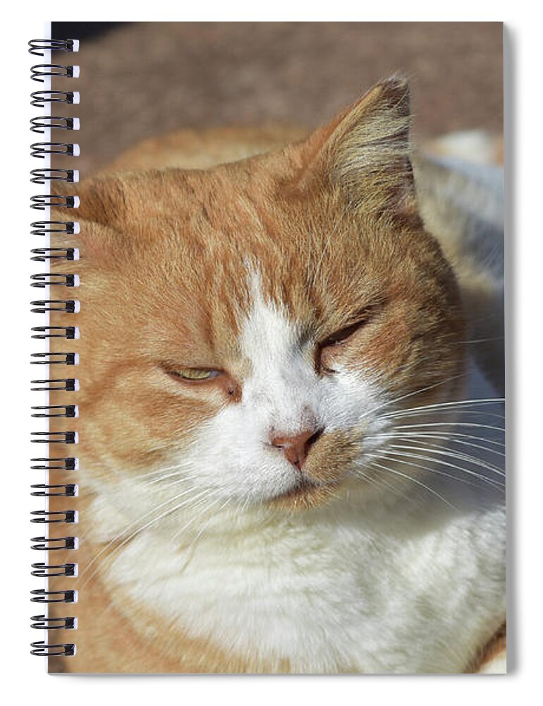 Cat Spiral Notebook featuring the photograph Very Tired Fat Tan and White Cat Resting in the Sunlight by DejaVu Designs