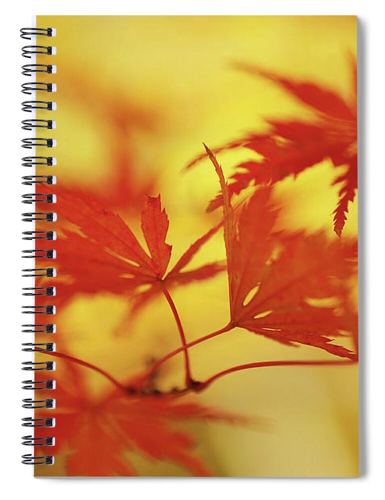 Jenny Rainbow Fine Art Photography Spiral Notebook featuring the photograph Vibrant Glimpses of Autumn. Japanese Maple Leaves by Jenny Rainbow