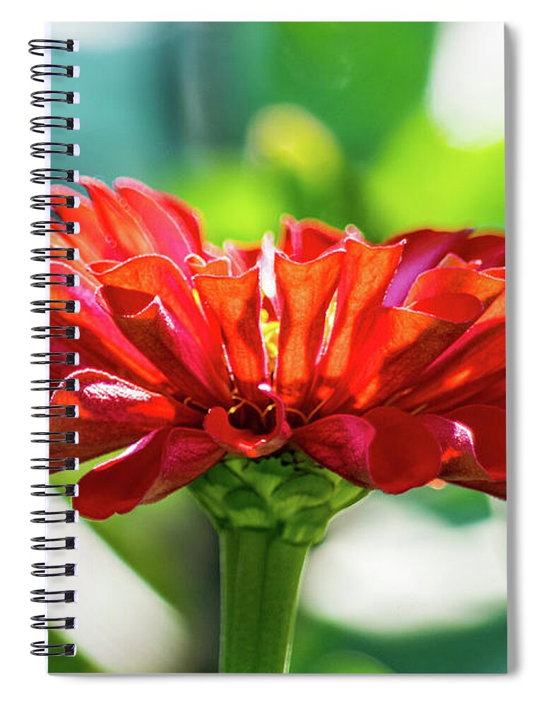 Red Zinnia Spiral Notebook featuring the photograph Vivid Zinnia by Mary Ann Artz
