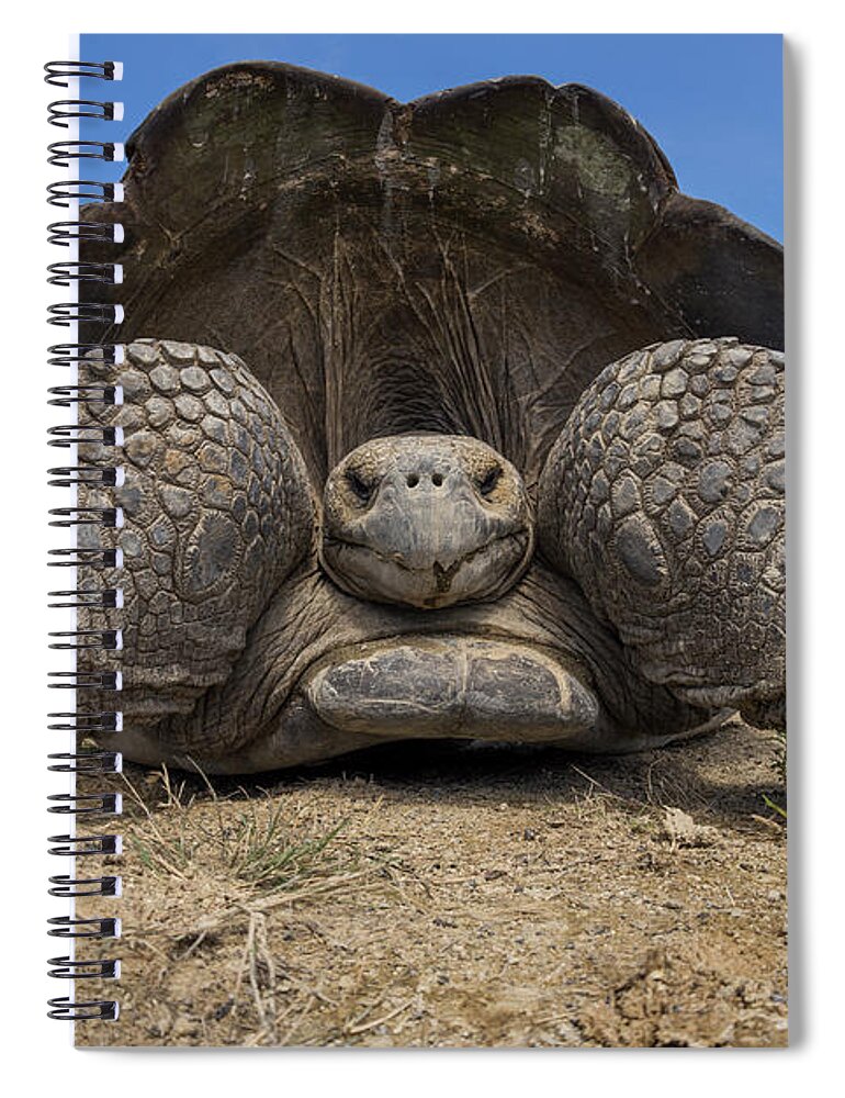 Animals Spiral Notebook featuring the photograph Volcan Alcedo Tortoise, Isabela Island by Tui De Roy