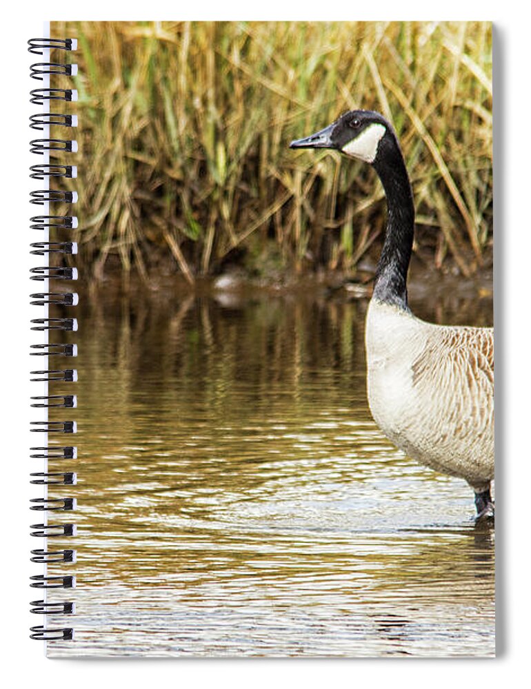 Canada Spiral Notebook featuring the photograph Wading Canada Goose by Bob Decker