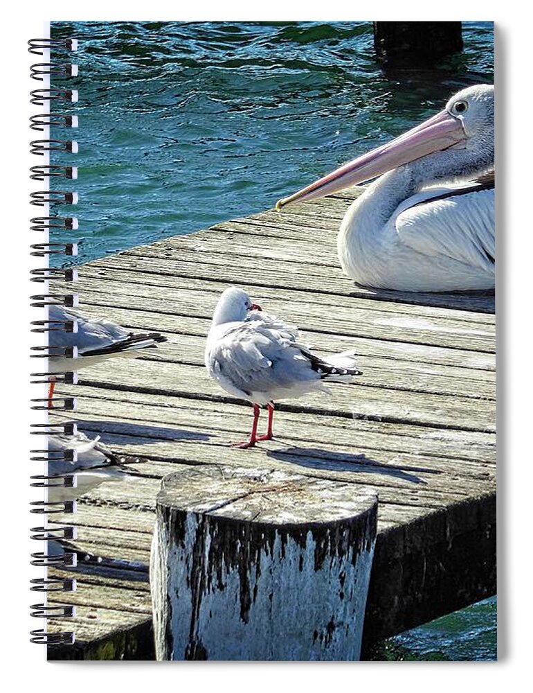 Seagull Spiral Notebook featuring the photograph Waiting for a Feed by Fran Woods