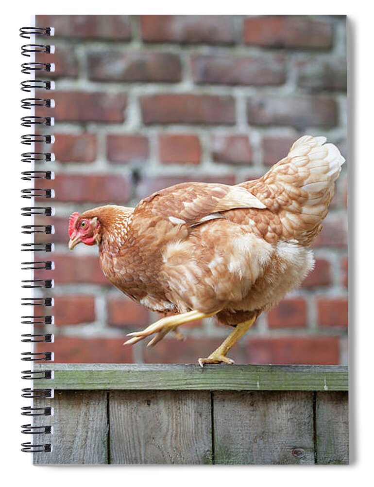 Anita Nicholson Spiral Notebook featuring the photograph Walk the Line - Chicken walking along a wooden fence by Anita Nicholson