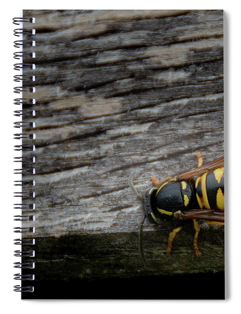 Abdomen Spiral Notebook featuring the photograph Wasp on wood by Scott Lyons