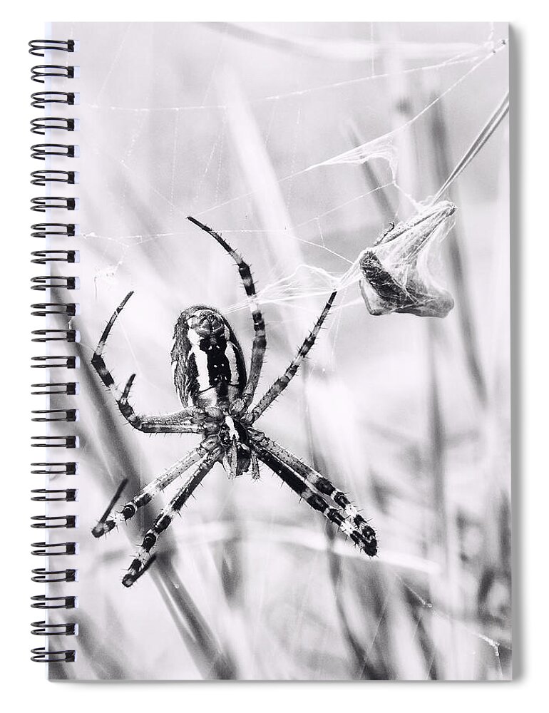 Argiope Bruennichi Spiral Notebook featuring the photograph Wasp Spider In Action by Jaroslav Buna