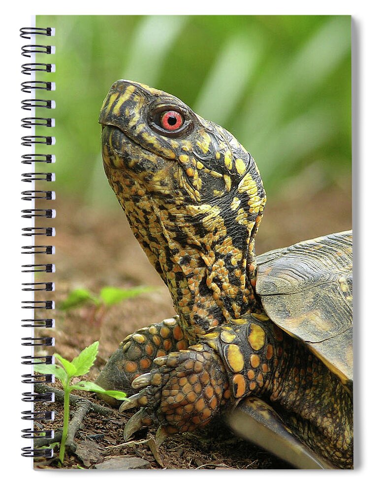 Turtle Spiral Notebook featuring the photograph Watchful Eye by Randall Dill