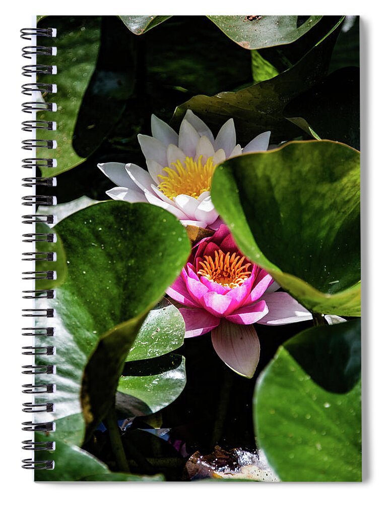 Alban Hills Spiral Notebook featuring the photograph Water Lilies by Joseph Yarbrough