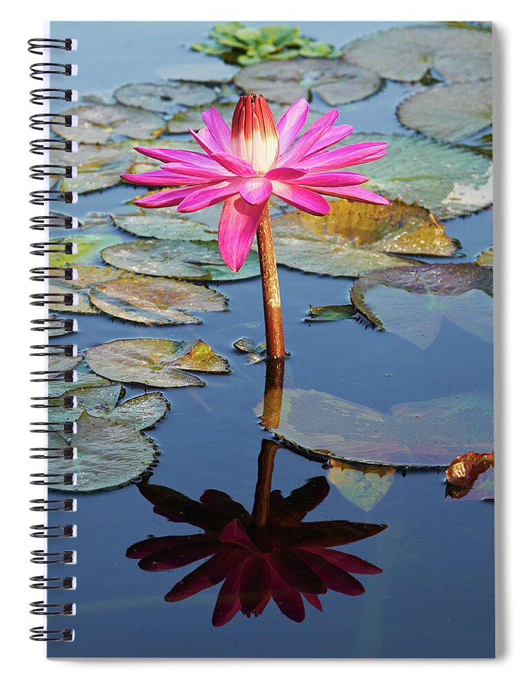 Garden Spiral Notebook featuring the photograph Water lily by Garden Gate magazine