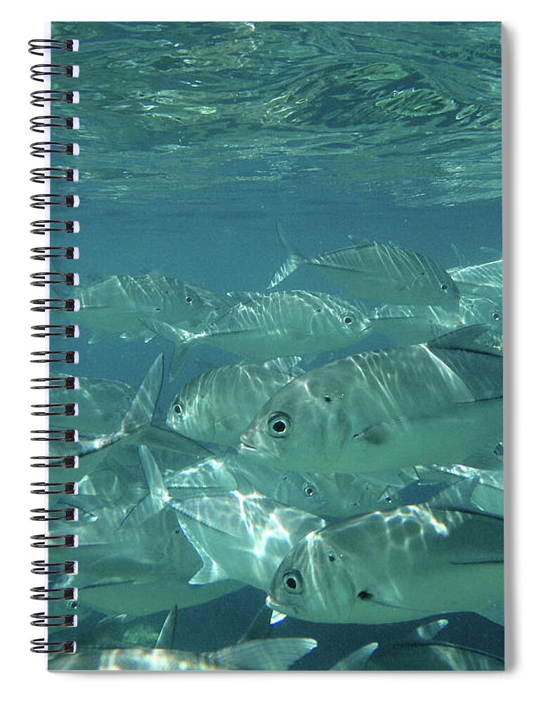 Underwater Spiral Notebook featuring the photograph Water World by Federica Grassi