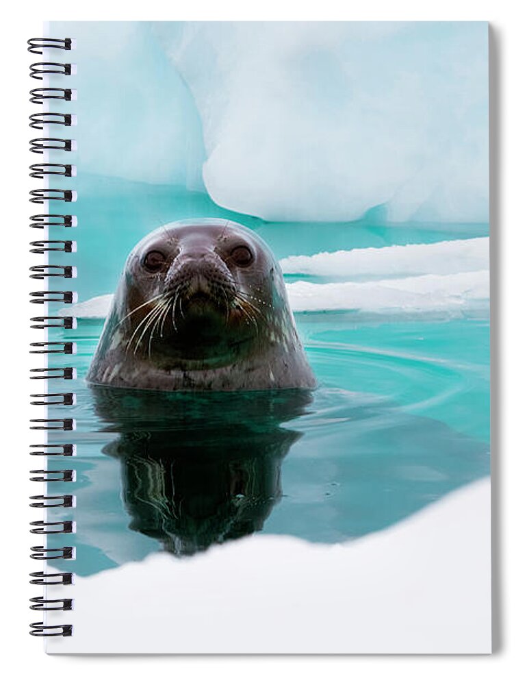 Standing Water Spiral Notebook featuring the photograph Weddell Seal Looking Up Out Of The by Mint Images/ Art Wolfe
