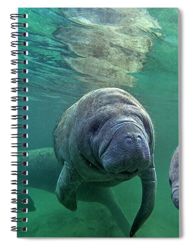 00544880 Spiral Notebook featuring the photograph West Indiamanatee Trio, Crystal River, Florida by Tim Fitzharris