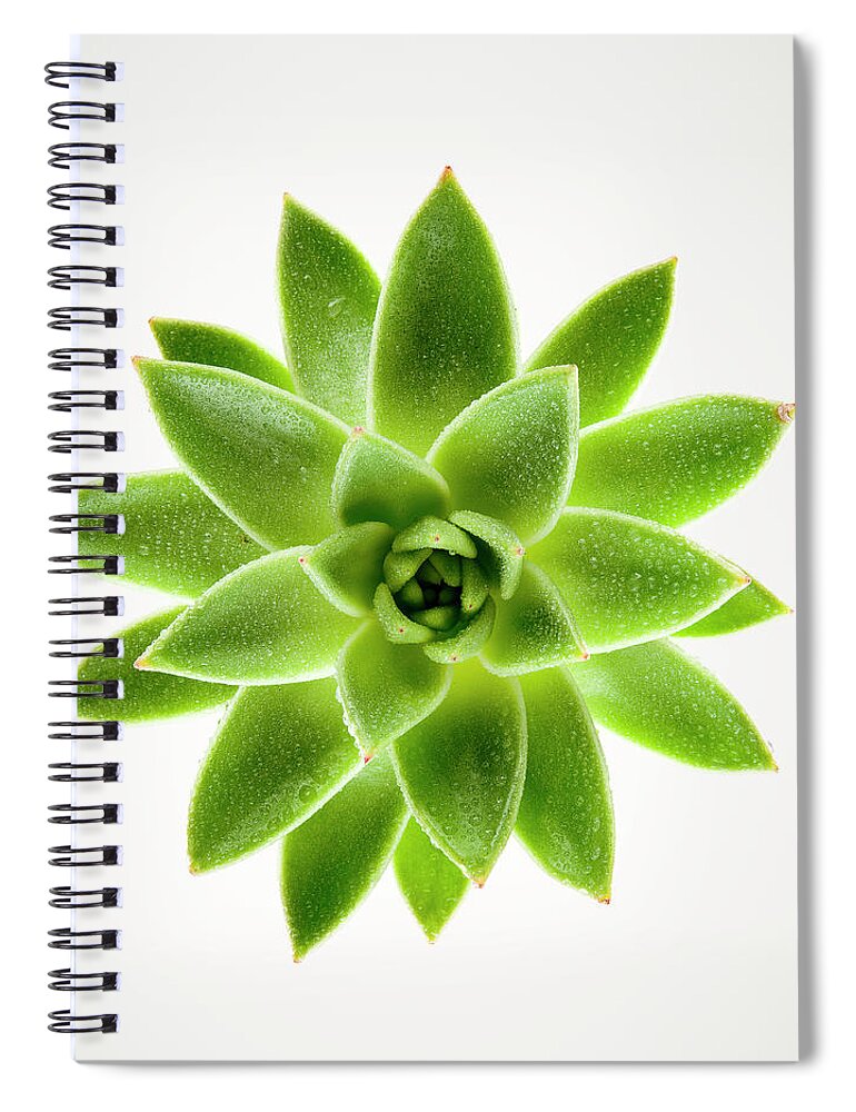 White Background Spiral Notebook featuring the photograph Wet Green Succulent Plant On White by Chris Stein