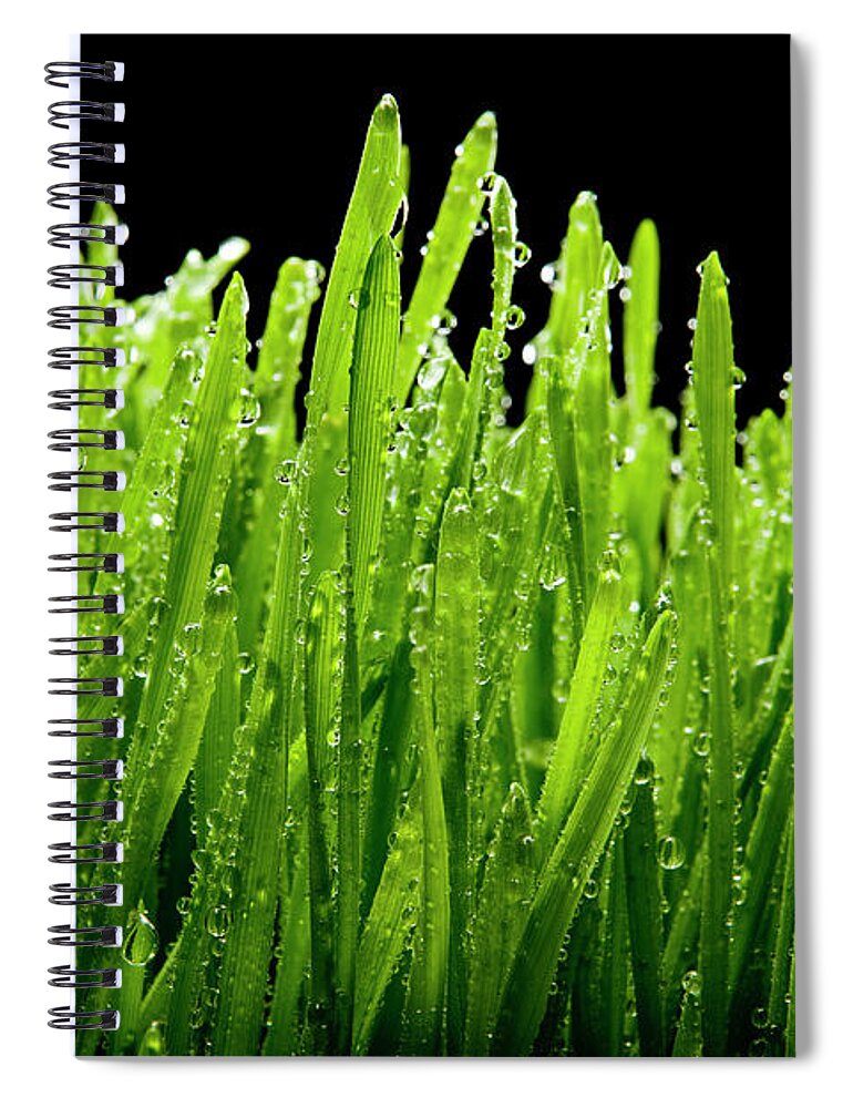 Environmental Conservation Spiral Notebook featuring the photograph Wet Wheat Grass On Black by Chris Stein