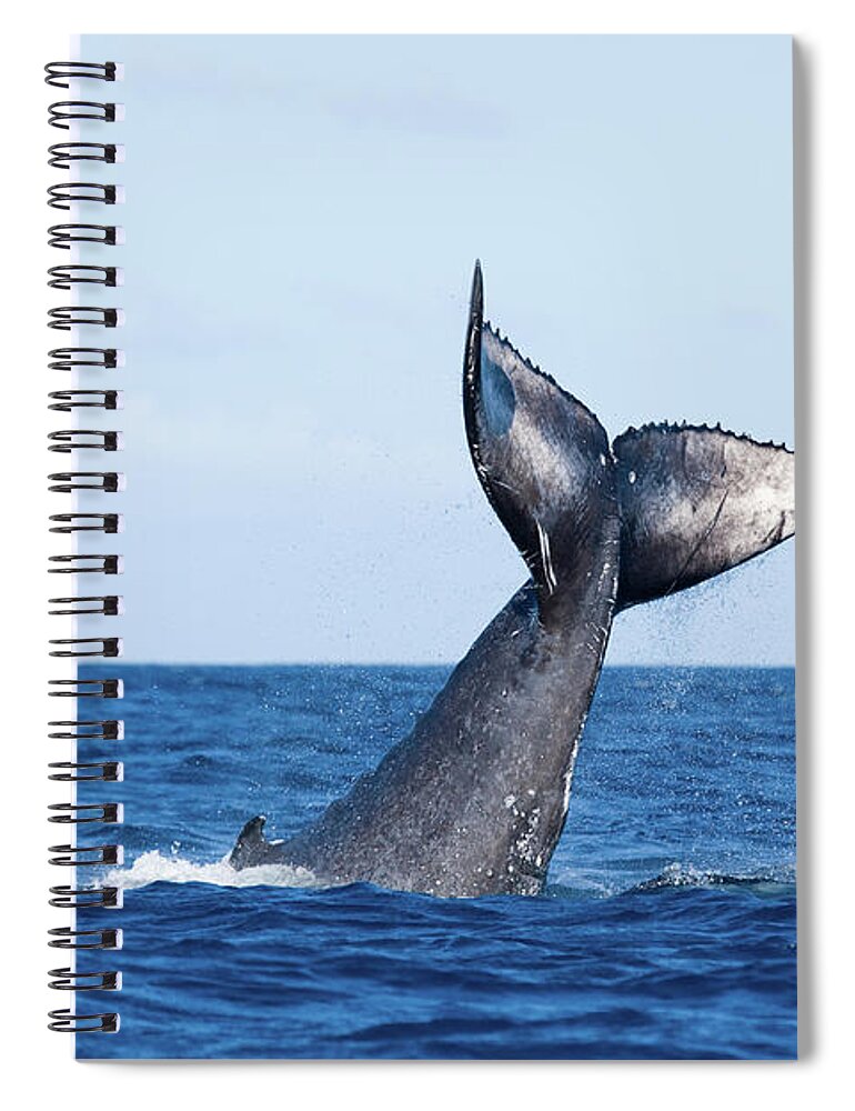 Animal Themes Spiral Notebook featuring the photograph Whail-tail-fluke by M.m. Sweet