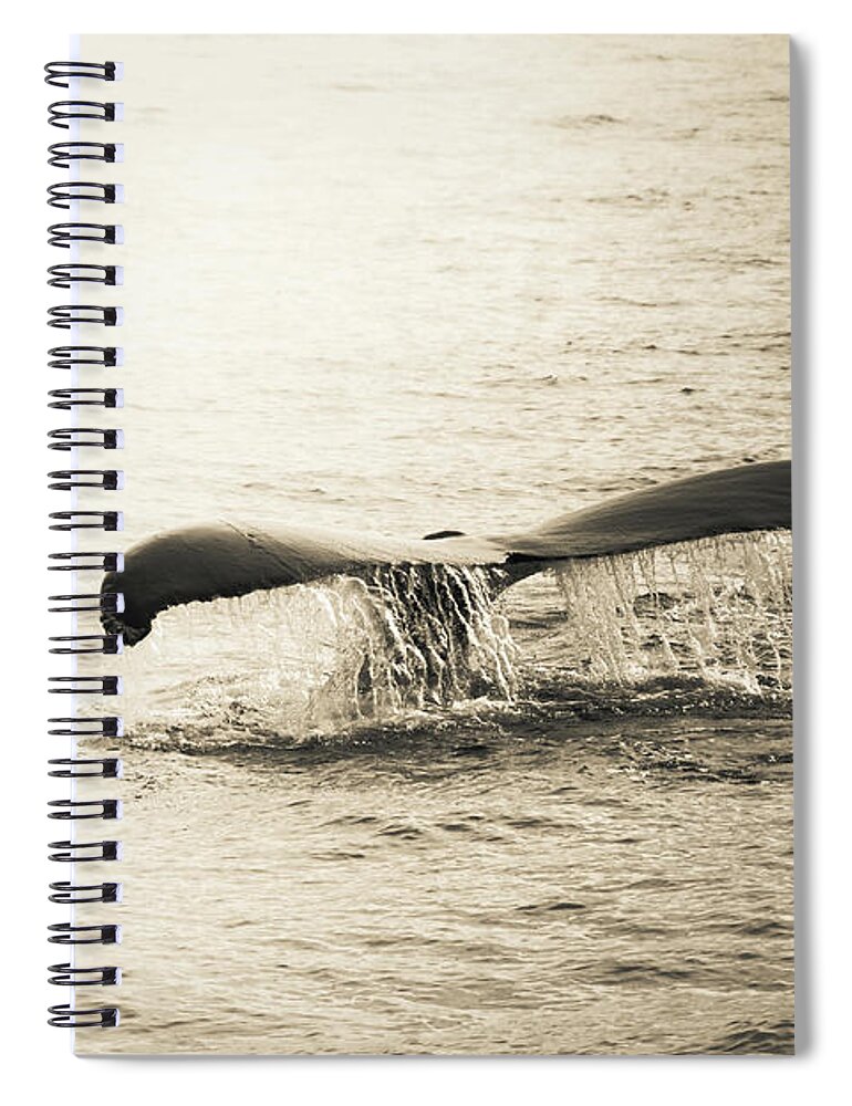  Spiral Notebook featuring the photograph Whale Tail 2 by Rebekah Zivicki