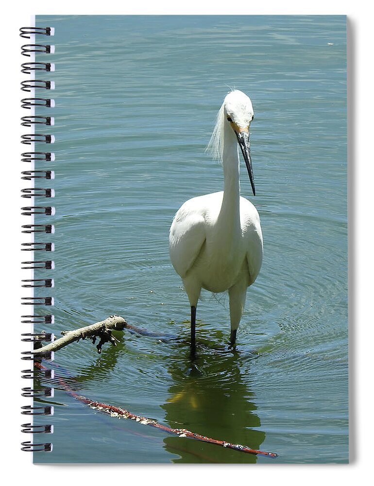 Snowy Egret Spiral Notebook featuring the photograph What You Lookin At by Anthony Murphy