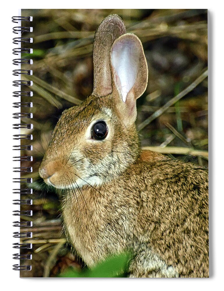Wild Spiral Notebook featuring the photograph What's Up Doc by Michael Frank