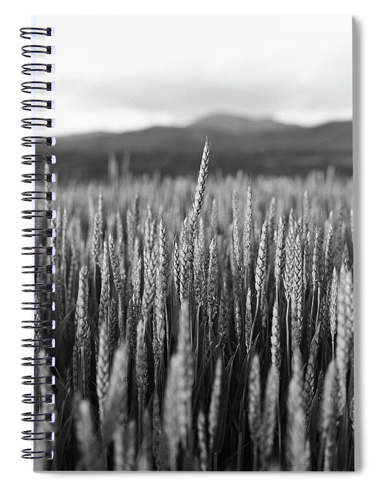 Hokkaido Spiral Notebook featuring the photograph Wheat Field At Northern Hokkaido by Photo@beringia