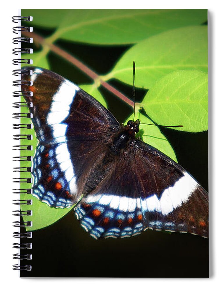 Butterfly Spiral Notebook featuring the photograph White Admiral Butterfly by Christina Rollo