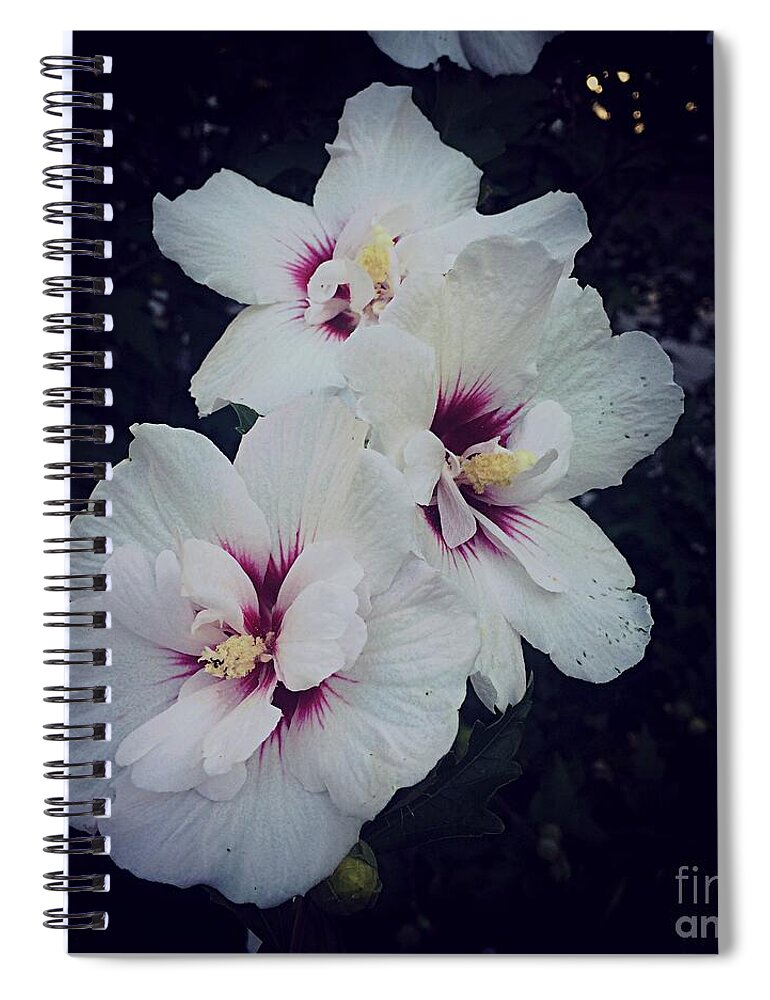 Morning Star Althea Spiral Notebook featuring the photograph Flowers - White and Pink Hibiscus - Square by Frank J Casella