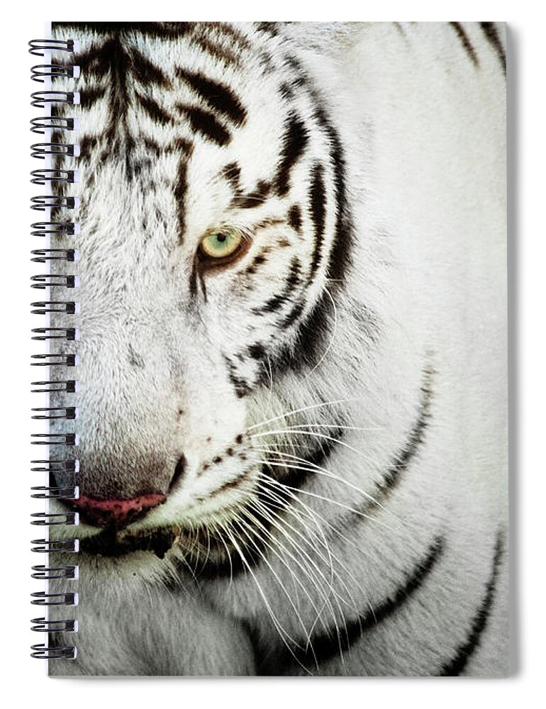 White Tiger Spiral Notebook featuring the photograph White Bengal Tiger by Hector Garcia @kirai
