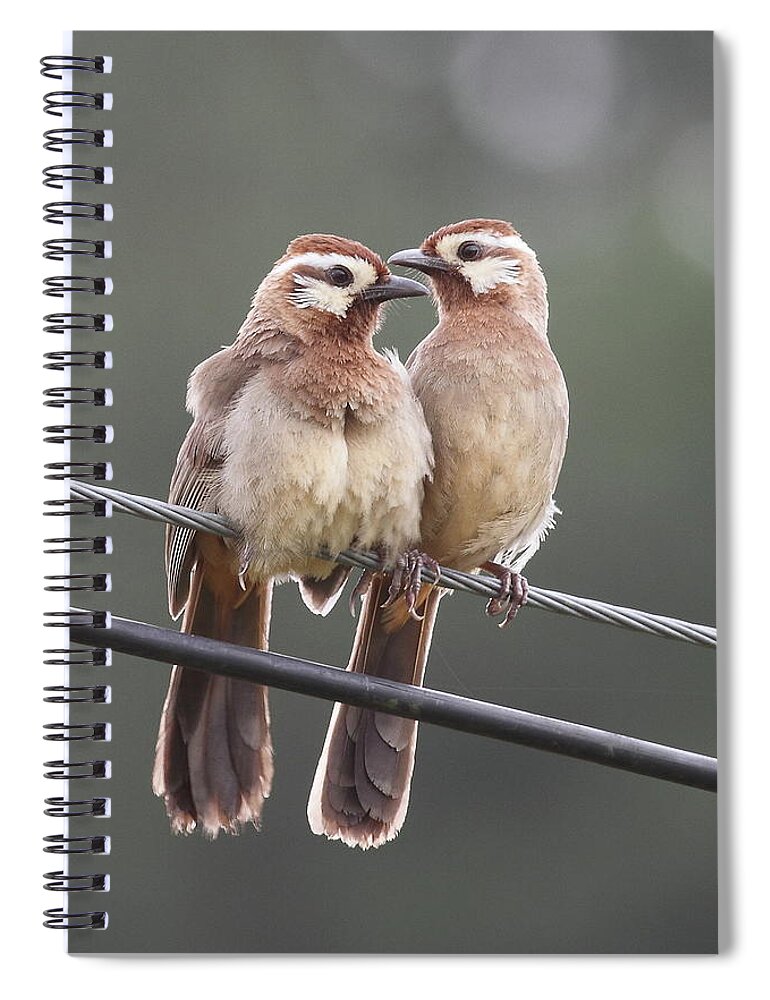 Wire Spiral Notebook featuring the photograph White-browed Laughingthrushes by Myron Tay