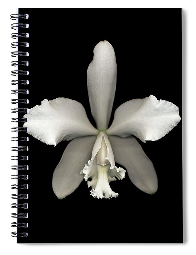 Black Background Spiral Notebook featuring the photograph White Cattleya Orchid Cattleya Sp by Mike Hill