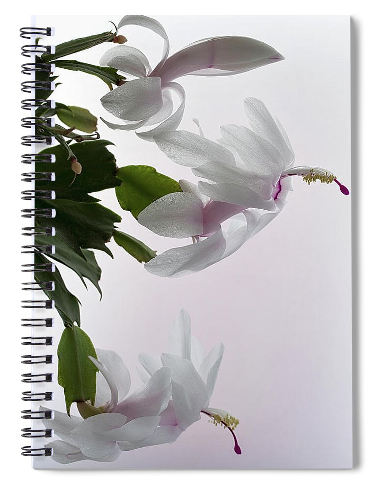 Floral Spiral Notebook featuring the photograph White Christmas cactus by Shirley Mitchell