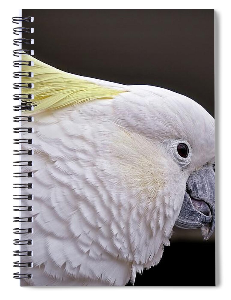 Cockatoo Spiral Notebook featuring the photograph White cockatoo by Martin Smith
