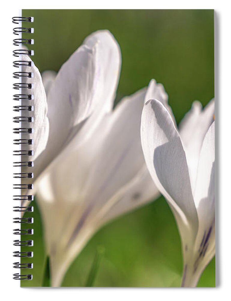 Spring Spiral Notebook featuring the photograph White Crocus by Framing Places