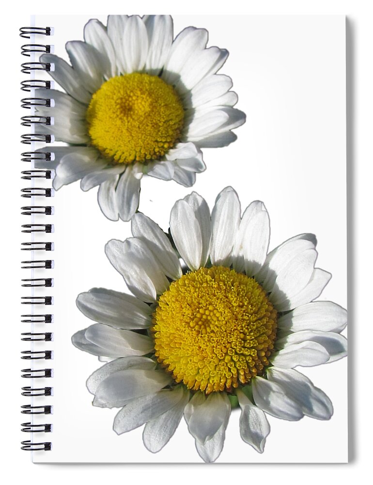 White Daisies Spiral Notebook featuring the photograph White Daisies Flower Best for Shirts by Delynn Addams