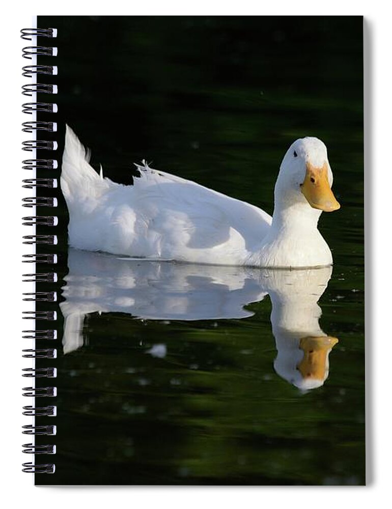 Duck Spiral Notebook featuring the photograph White Duck on Pond by Kae Cheatham