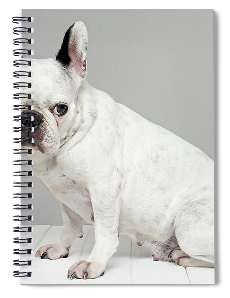 Pets Spiral Notebook featuring the photograph White French Bulldog by Retales Botijero