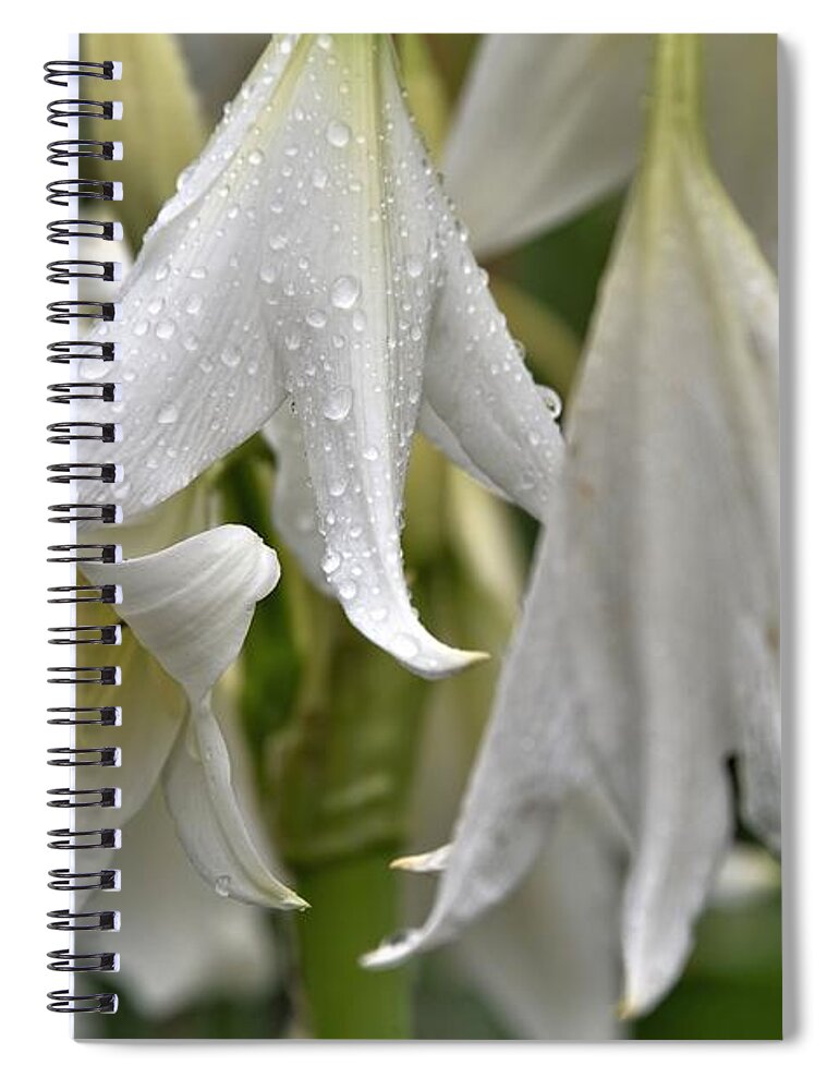 Lily Spiral Notebook featuring the photograph White Lilies in Rain by Kim Bemis