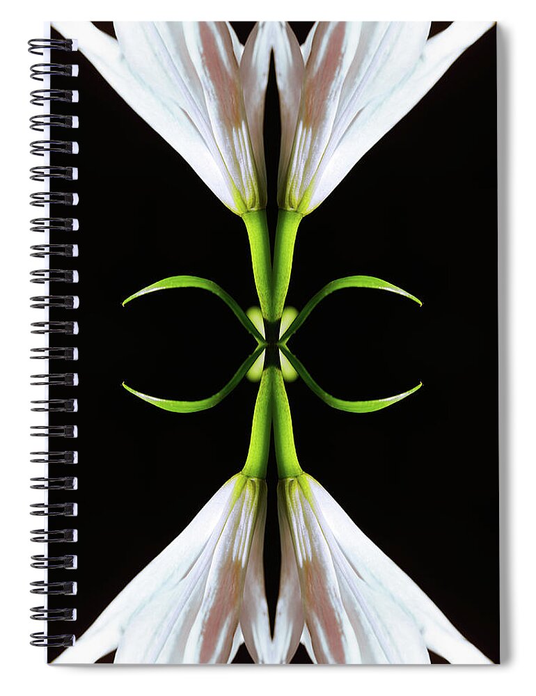 Black Background Spiral Notebook featuring the photograph White Lily by Silvia Otte